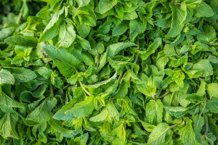 Health benefits of peppermint tea : Mohit Tandon Texas