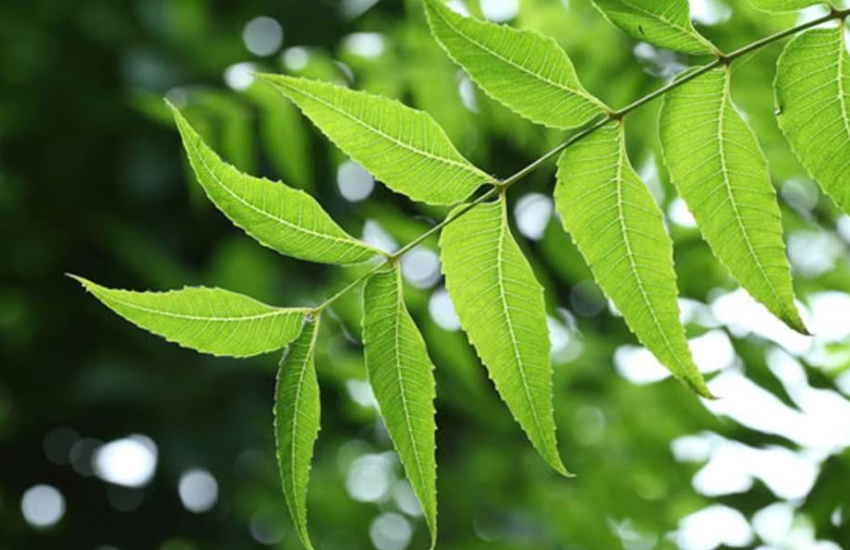 uses of neem
