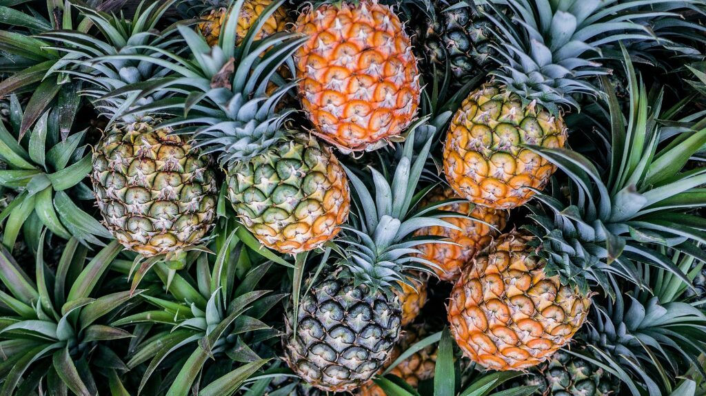 Health Benefits of Pineapple